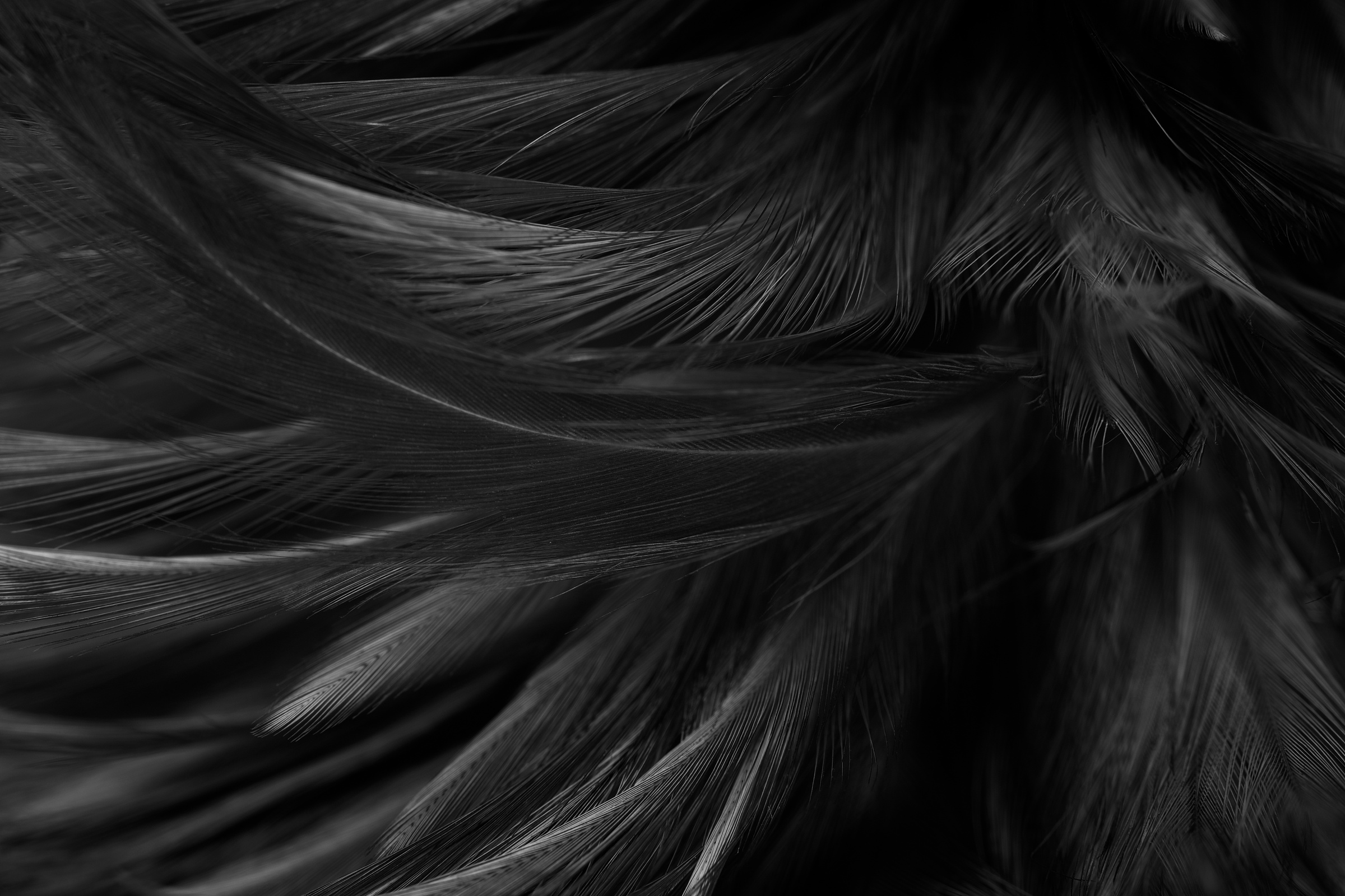 Black Feathers Closeup